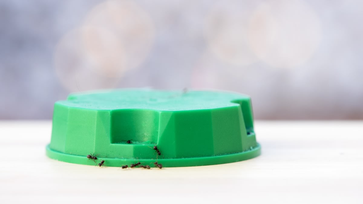 Cách diệt kiến trong ô tô 7 kiến vào xe ô tô